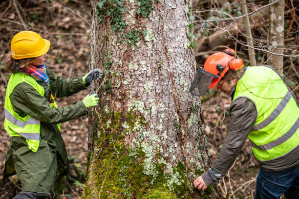 How Our Tree Care Process Works  in  East Williston, NY